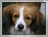 mordka, P�ochacz holenderski, Kooikerhondje