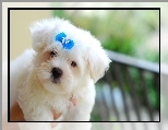 niebieska, Malta�czyk, Maltese, kokardka