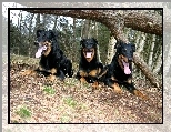 przewr�cone, Trzy, Beaucerony, drzewo