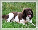 Springer spaniel angielski, bia�o-br�zowe, umaszczenie